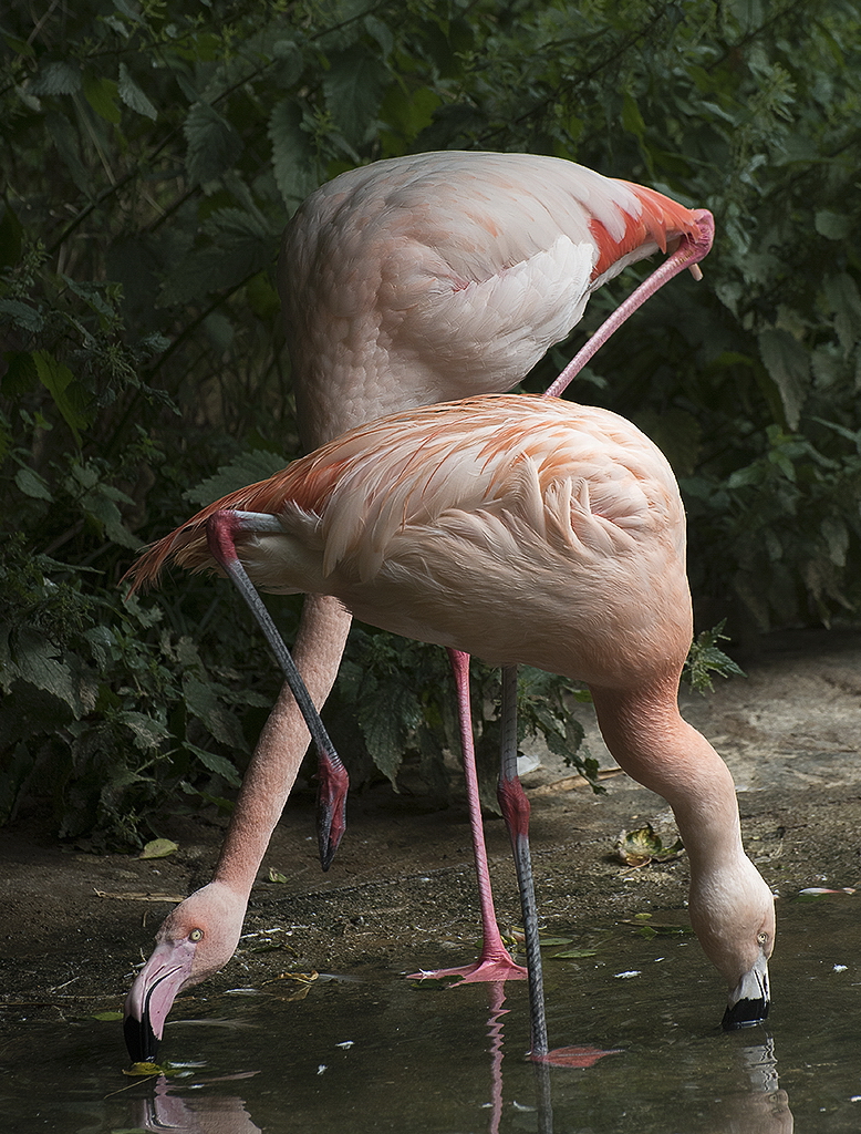 A 5 Wuppertal Zoo KA7_2626 als Smartobjekt-1 Kopie.jpg